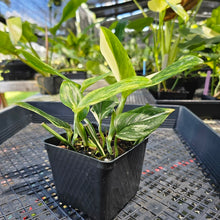 Load image into Gallery viewer, Monstera Standleyana Aurea, Exact Plant Variegated Multi pot of 4+ Ships Nationwide
