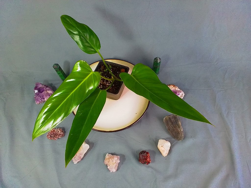 philodendron bernardopazii Philodendron Bernardopazii 4" pot, Fedex 2day*