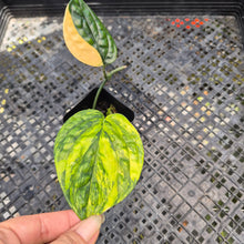 Load image into Gallery viewer, Monstera Peru "Karstenianum", Exact Plant Variegated Ships Nationwide
