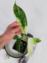 Load image into Gallery viewer, Philodendron Jose Buono, Exact Plant Variegated
