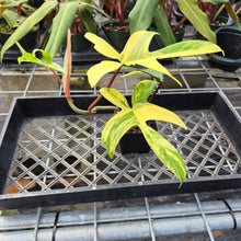 Load image into Gallery viewer, Philodendron Florida Beauty, Exact Plant Variegated Ships Nationwide
