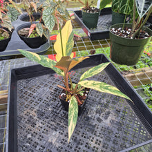 Load image into Gallery viewer, Philodendron Caramel Marble, Exact Plant Variegated Ships Nationwide
