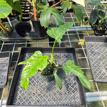 Load image into Gallery viewer, Philodendron Minarum 'Lime Fiddle' exact plant, Fedex 2day*

