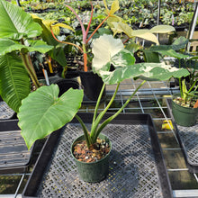 Load image into Gallery viewer, Alocasia Odora, Okinawa Silver Variegated exact plant, Fedex 2day*
