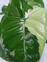 Load image into Gallery viewer, Panda, exact plant, variegated Syngonium, ships nationwide
