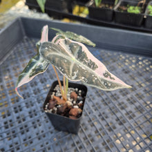 Load image into Gallery viewer, Alocasia nobilis pink Variegated Ships Nationwide
