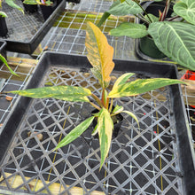 Load image into Gallery viewer, Philodendron Caramel Marble, Exact Plant Variegated Ships Nationwide
