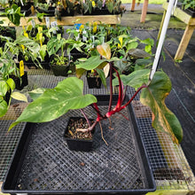 Load image into Gallery viewer, Philodendron Strawberry Shake, Exact Plant Variegated Ships Nationwide
