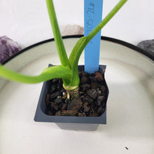 Load image into Gallery viewer, Alocasia Gageana Aurea, Exact Plant Variegated
