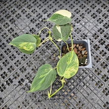 Load image into Gallery viewer, Philodendron Hederaceum Micans Aurea, Exact Plant Variegated Ships Nationwide
