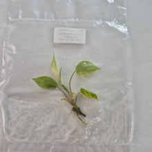 Load image into Gallery viewer, Philodendron Hederaceum Micans Aurea tissue culture 2DayAir
