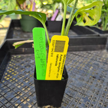 Load image into Gallery viewer, Monstera Adansonii Aurea, Exact Plant Variegated Ships Nationwide
