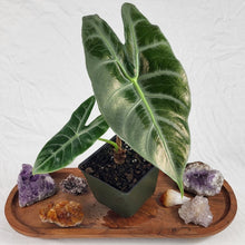 Load image into Gallery viewer, Alocasia Longiloba Lowii 4&quot; pot, ships nationwide
