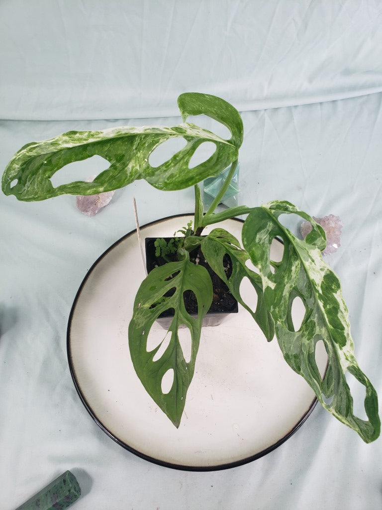 Mint Indonesia, exact plant, variegated Monstera Adansonii, ships nationwide