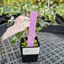 Load image into Gallery viewer, Alocasia Polly Snowflake Pink variegated exact plant, Fedex 2day*
