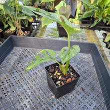 Load image into Gallery viewer, Monstera Adansonii European Mint, Exact Plant Variegated Ships Nationwide
