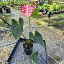 Load image into Gallery viewer, Anthurium Shibori, Exact Plant Variegated
