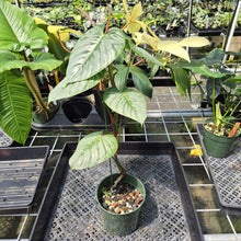 Load image into Gallery viewer, Philodendron Sodiroi True Form exact plant, Fedex 2day*
