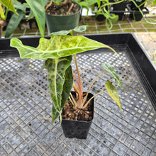 Load image into Gallery viewer, Alocasia polly aurea variegated, Exact Plant Ships Nationwide.
