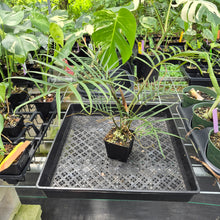 Load image into Gallery viewer, Philodendron Tortum exact plant, Fedex 2day*
