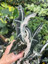 Load image into Gallery viewer, Alocasia Nobilis Pink variegated 2.5" pot, Fedex 2day*
