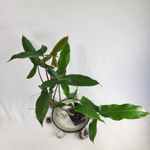 Load image into Gallery viewer, Philodendron Mexicanum, Exact Plant
