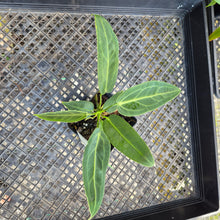 Load image into Gallery viewer, Anthurium Warocqueanum, Queen, Exact Plant Ships Nationwide
