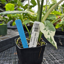 Load image into Gallery viewer, Alocasia Odora, Okinawa Silver, Exact Plant Variegated Ships Nationwide
