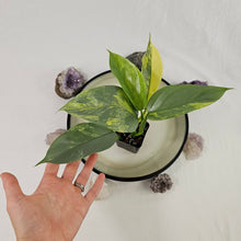 Load image into Gallery viewer, Philodendron Hastatum Silver Sword, Exact Plant Variegated Ships Nationwide
