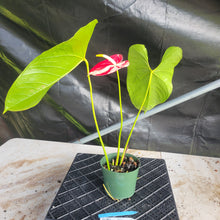 Load image into Gallery viewer, Anthurium Shibori, Exact Plant Variegated Ships Nationwide

