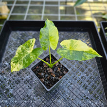 Load image into Gallery viewer, Alocasia Gageana Aurea, Exact Plant Variegated
