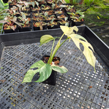 Load image into Gallery viewer, Rhaphidophora Tetrasperma Albo Variegated exact plant, Fedex 2day*
