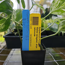 Load image into Gallery viewer, Epipremnum Pinnatum Marble, Exact Plant Variegated Ships Nationwide
