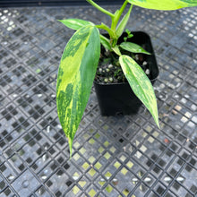 Load image into Gallery viewer, Philodendron Domesticum, Variegated , Fedex 2 day*
