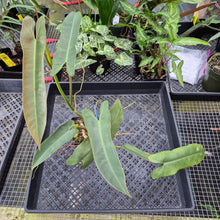 Load image into Gallery viewer, Philodendron Atabapoense, Exact Plant Ships Nationwide
