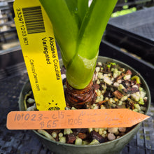 Load image into Gallery viewer, Alocasia Cucullata Banana Split Variegated exact plant, Fedex 2day*
