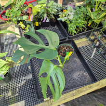 Load image into Gallery viewer, Monstera Sierrana Hawaii Clone, Exact Plant Ships Nationwide
