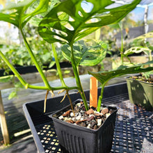 Load image into Gallery viewer, Monstera Adansonii Aurea, Exact Plant Variegated Ships Nationwide
