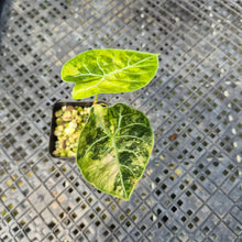 Load image into Gallery viewer, Alocasia Watsoniana Albo Pink variegated exact plant, Fedex 2day*
