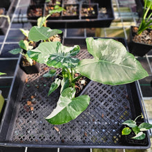 Load image into Gallery viewer, Alocasia Odora, Okinawa Silver, Exact Plant Variegated With babies
