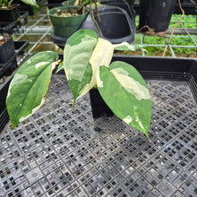 Load image into Gallery viewer, Syngonium Chiapense Variegated exact plant, Fedex 2day*
