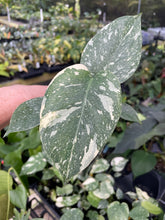 Load image into Gallery viewer, Monstera Deliciosa Creme Brulee variegated 2.5" pot, Fedex 2day*
