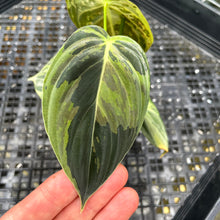 Load image into Gallery viewer, Philodendron Melanochrysum Variegated 2.5" pot, Fedex 2day*
