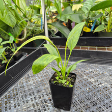 Load image into Gallery viewer, Anthurium Vittarifolium , Exact Plant Variegated Ships Nationwide

