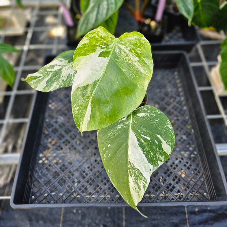 Monstera Borsigiana Albo Deliciosa, Exact Plant Variegated Ships Nationwide