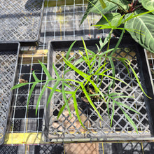 Load image into Gallery viewer, Philodendron Polypodoides, Exact Plant Ships Nationwide
