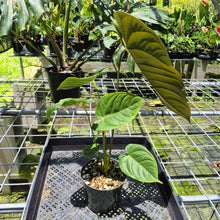 Load image into Gallery viewer, Anthurium Moodeanum x Veitchii, exact plant, Fedex 2day*
