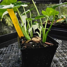 Load image into Gallery viewer, Alocasia Odora, Okinawa Silver, Exact Plant Variegated Multi top plant Ships Nationwide
