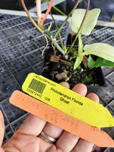 Load image into Gallery viewer, Philodendron Florida Ghost, Exact Plant Ships Nationwide
