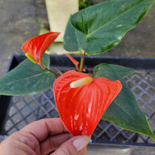 Load image into Gallery viewer, Anthurium Tropic Sunrise Bicolor Obake, Exact Plant Variegated Ships Nationwide
